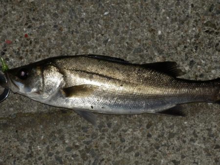 当たりルアー⁇探して三千里‼…